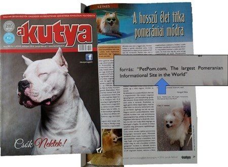 oldest-living-pomeranian-in-magazine